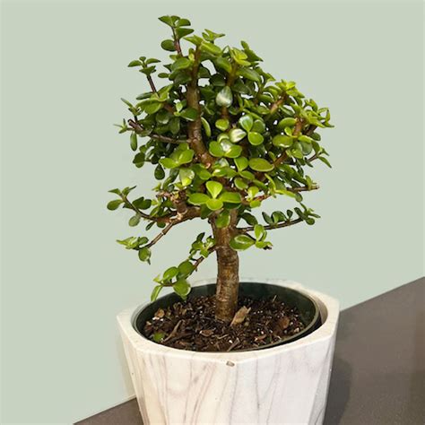 jade plant amazon|dwarf jade plant for sale.